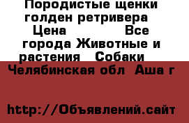 Породистые щенки голден ретривера › Цена ­ 25 000 - Все города Животные и растения » Собаки   . Челябинская обл.,Аша г.